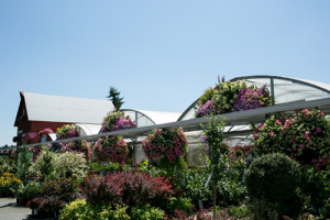 a large lush flowering green house attached to a red barn